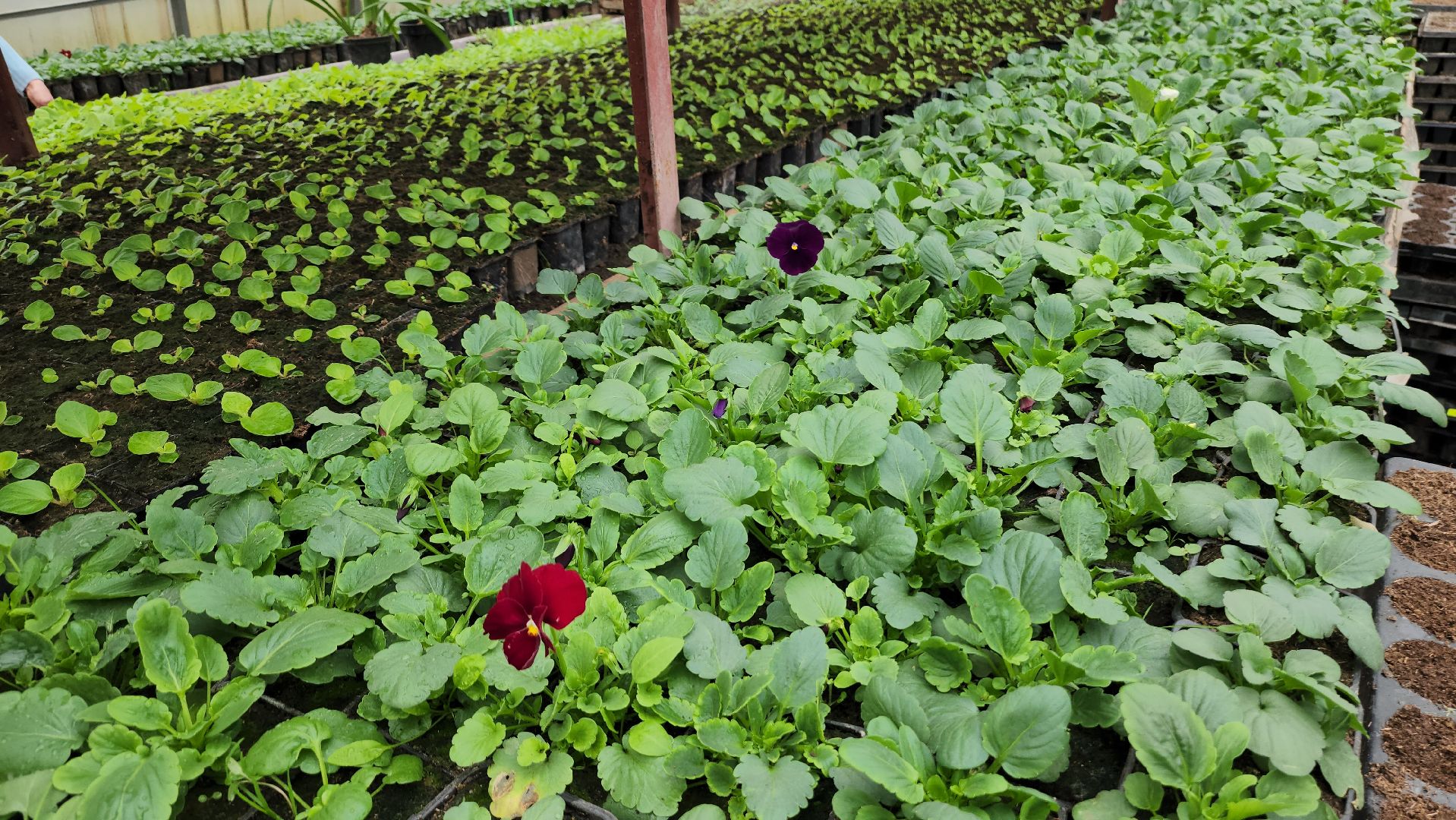 серпухов, комбинат благоустройства, весеннее озеленение, рассада для городских клумб, городские цветы,