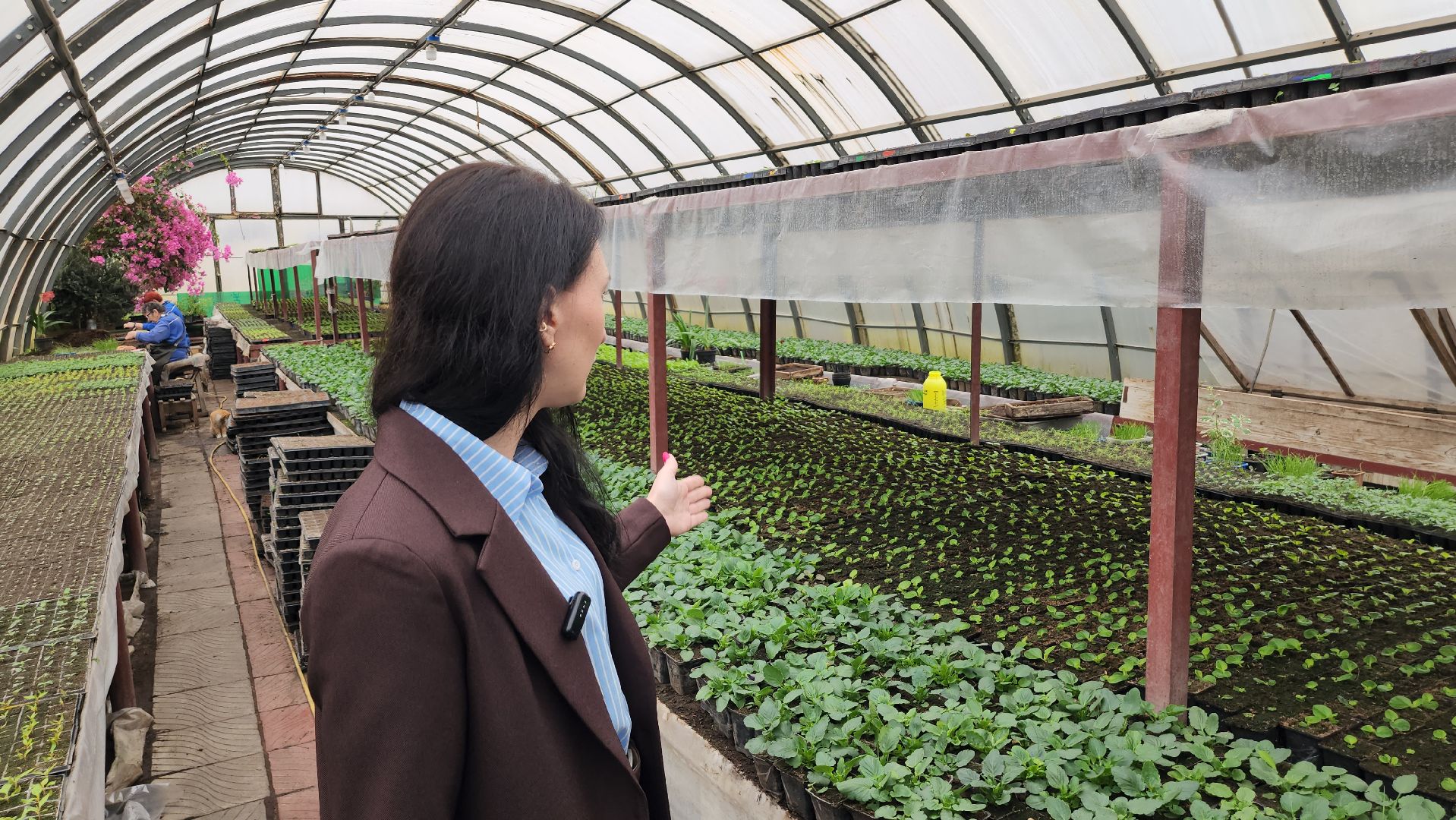 серпухов, комбинат благоустройства, весеннее озеленение, рассада для городских клумб, городские цветы,