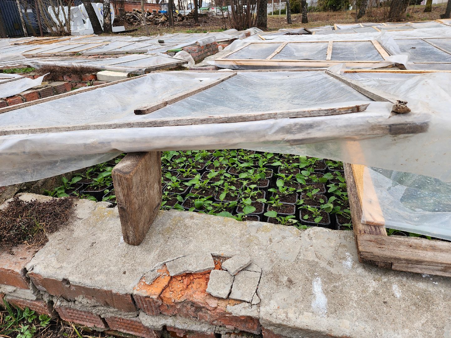 серпухов, комбинат благоустройства, весеннее озеленение, рассада для городских клумб, городские цветы,