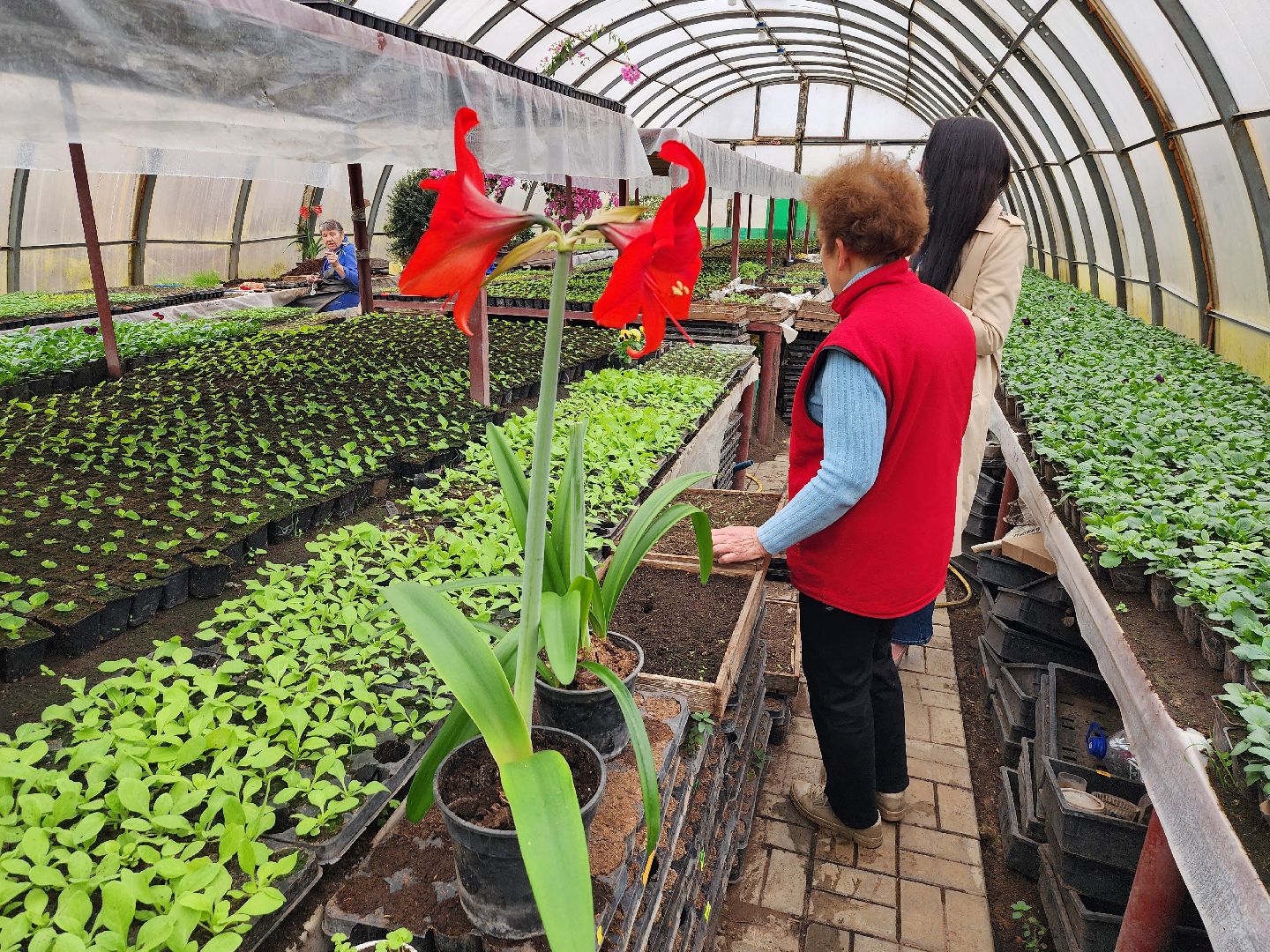 серпухов, комбинат благоустройства, весеннее озеленение, рассада для городских клумб, городские цветы,