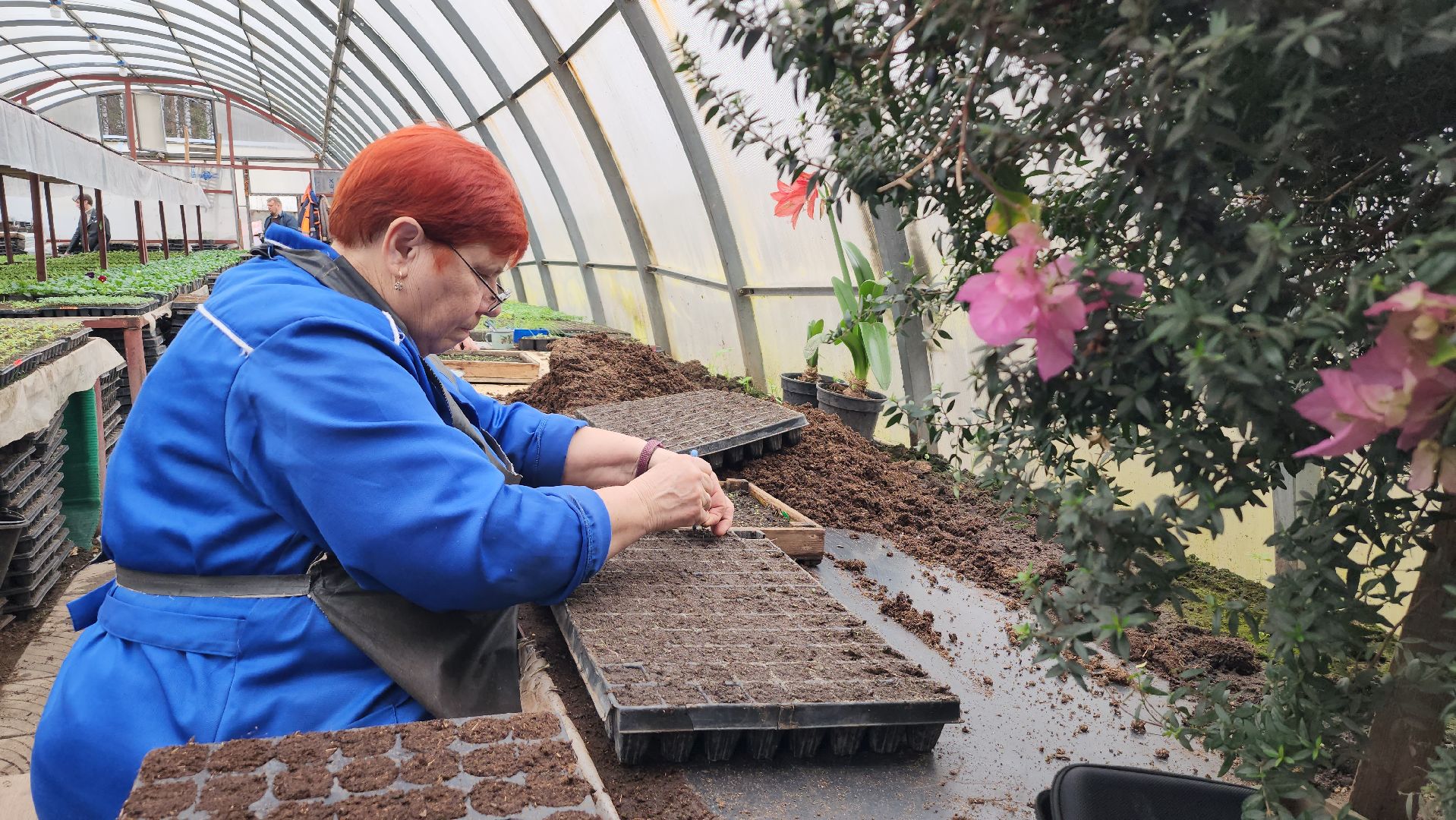 серпухов, комбинат благоустройства, весеннее озеленение, рассада для городских клумб, городские цветы,