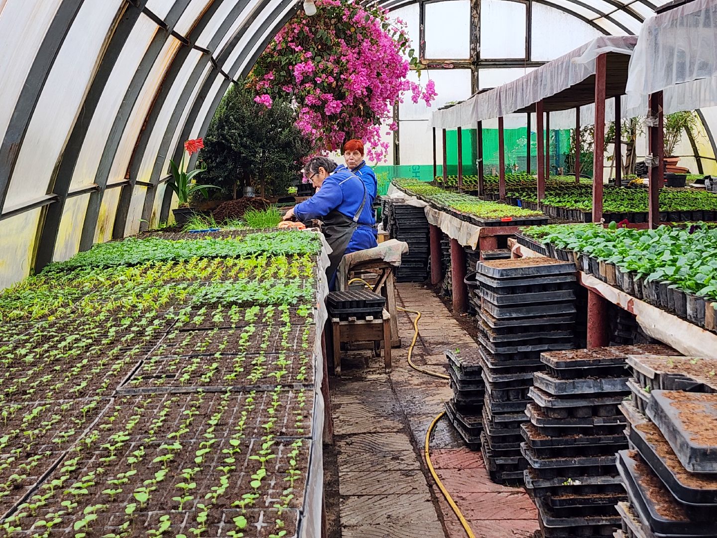 серпухов, комбинат благоустройства, весеннее озеленение, рассада для городских клумб, городские цветы,