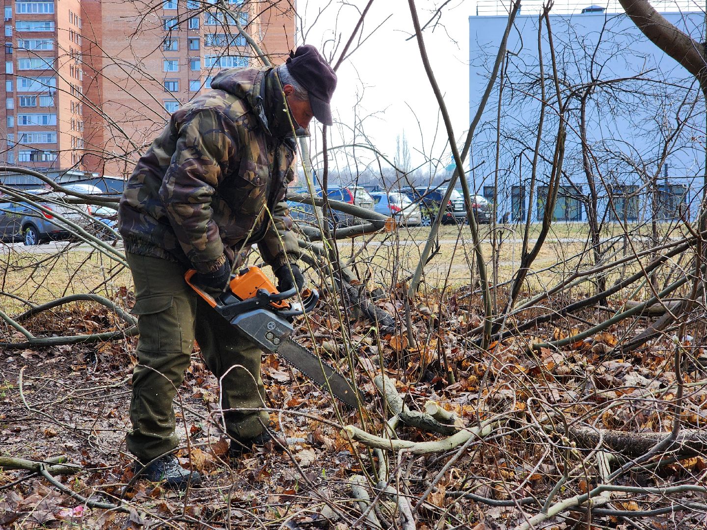 фрязино, уборка веток, уборка газонов, сухостойное дерево,