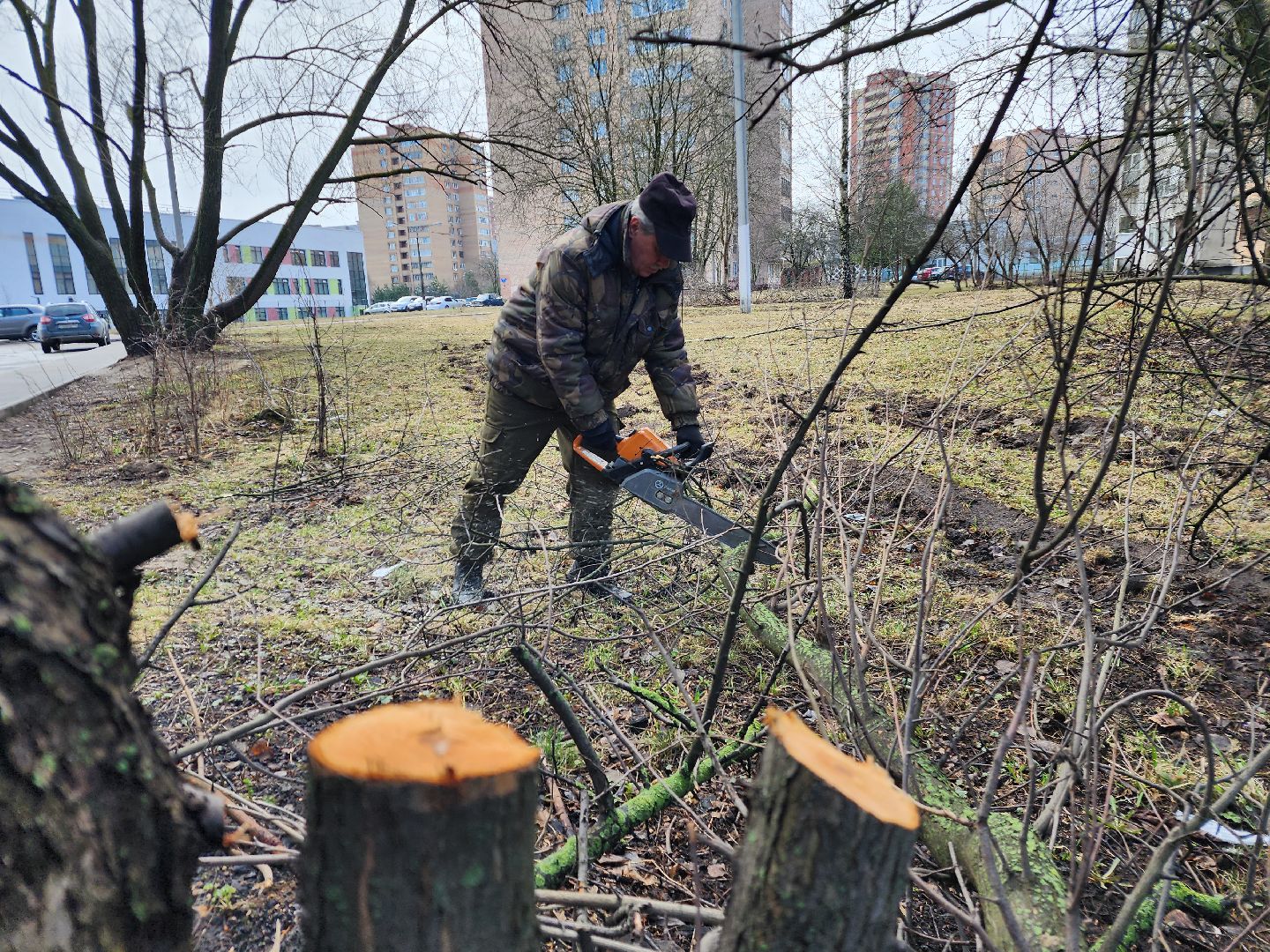 фрязино, уборка веток, уборка газонов, сухостойное дерево,