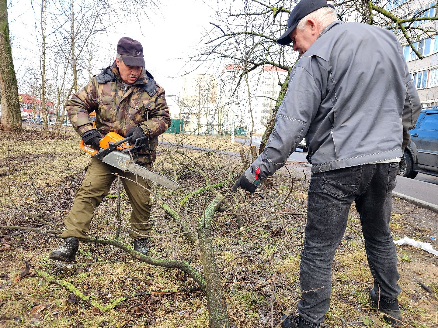 фрязино, уборка веток, уборка газонов, сухостойное дерево,