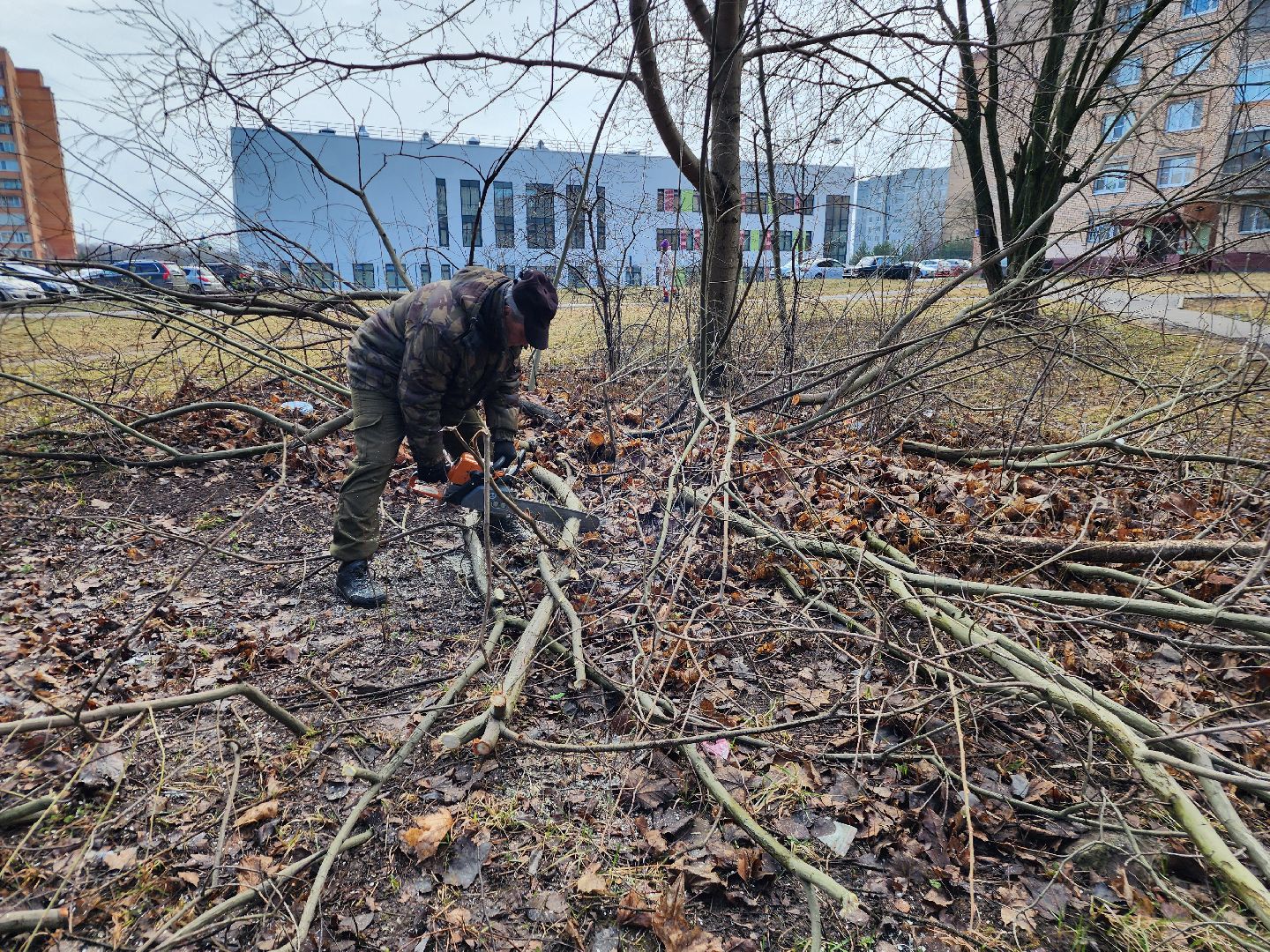 фрязино, уборка веток, уборка газонов, сухостойное дерево,