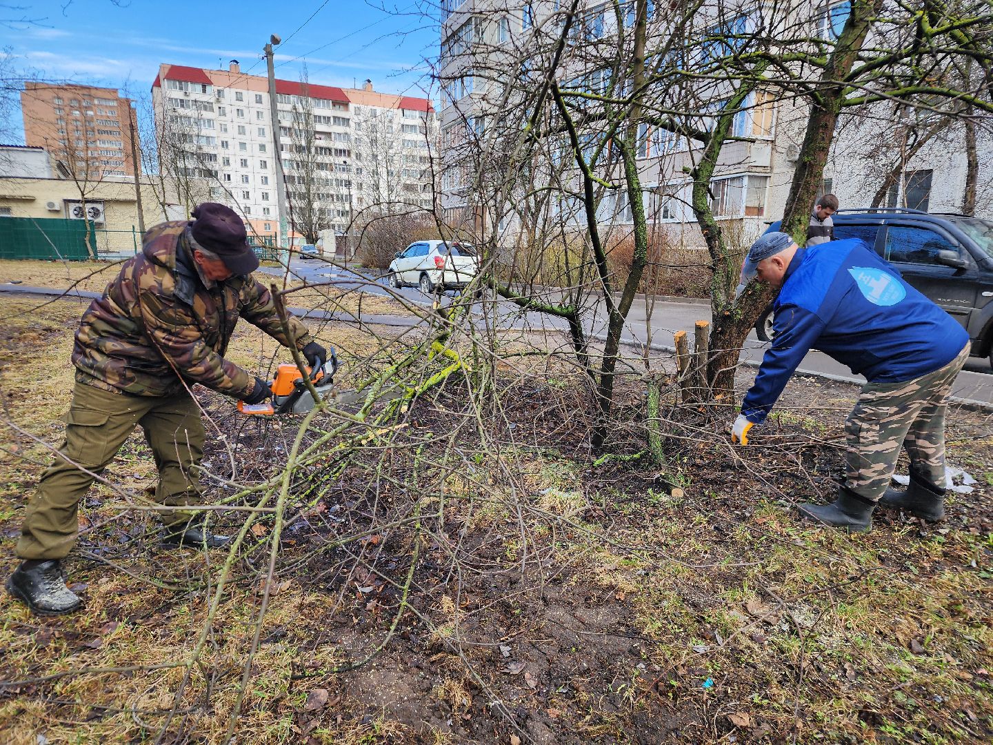 фрязино, уборка веток, уборка газонов, сухостойное дерево,