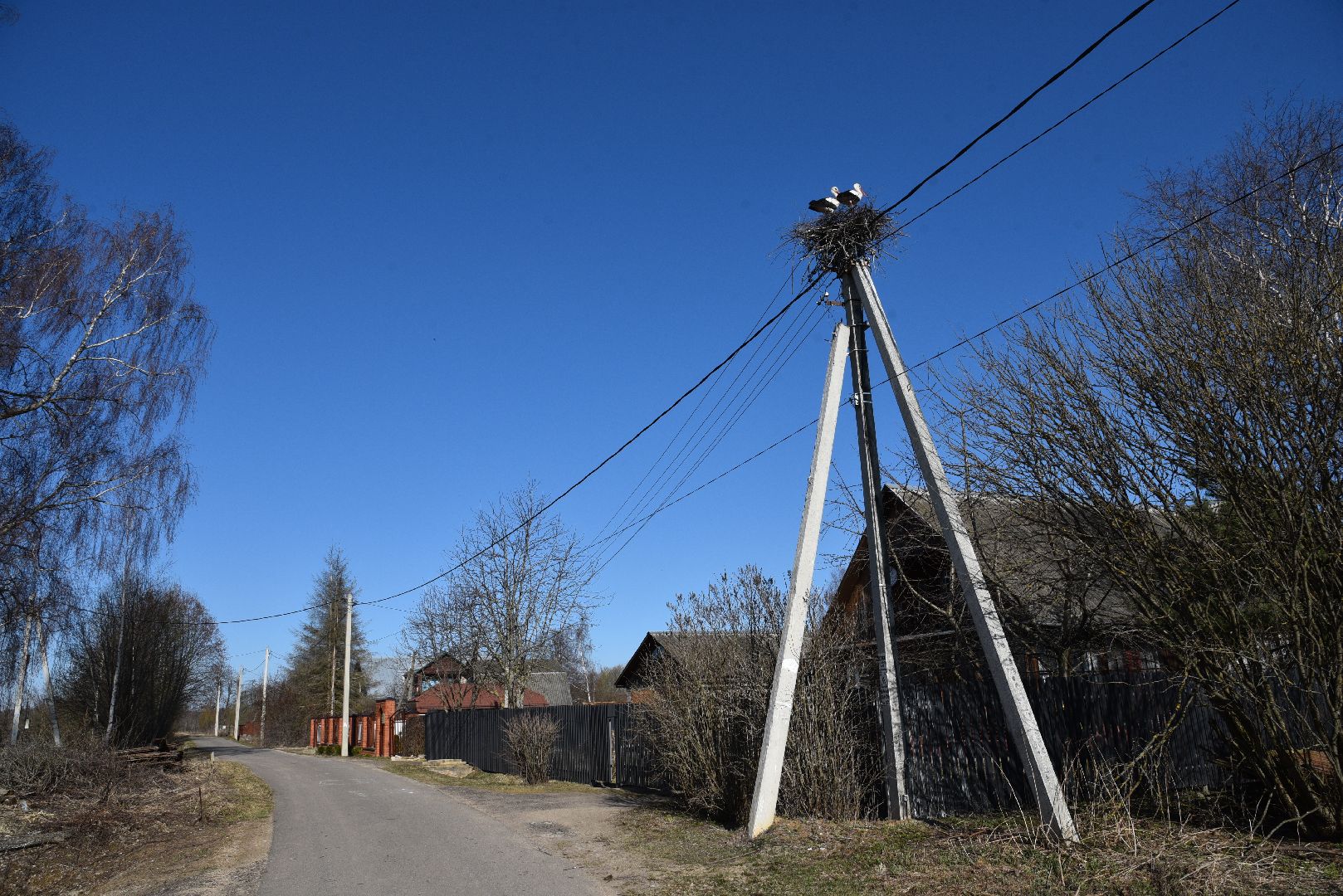 лотошино, экология, аисты, спил деревьев,