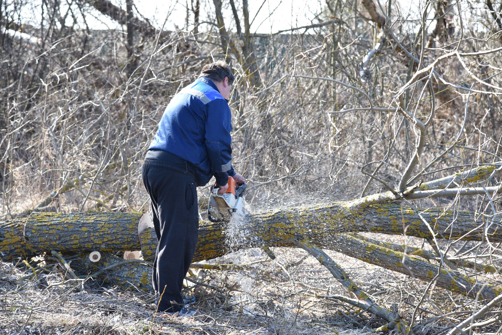 лотошино, экология, аисты, спил деревьев,