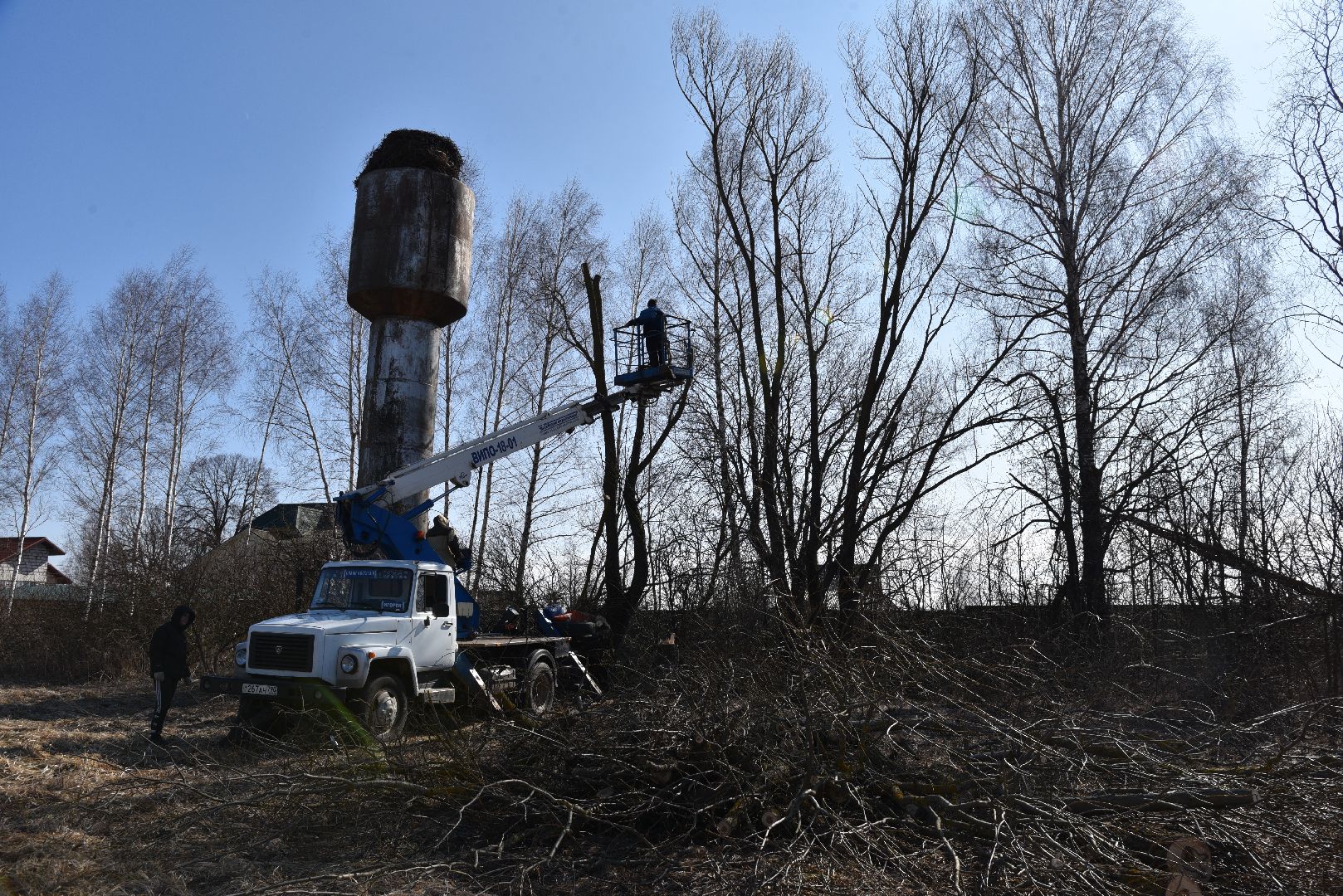 лотошино, экология, аисты, спил деревьев,