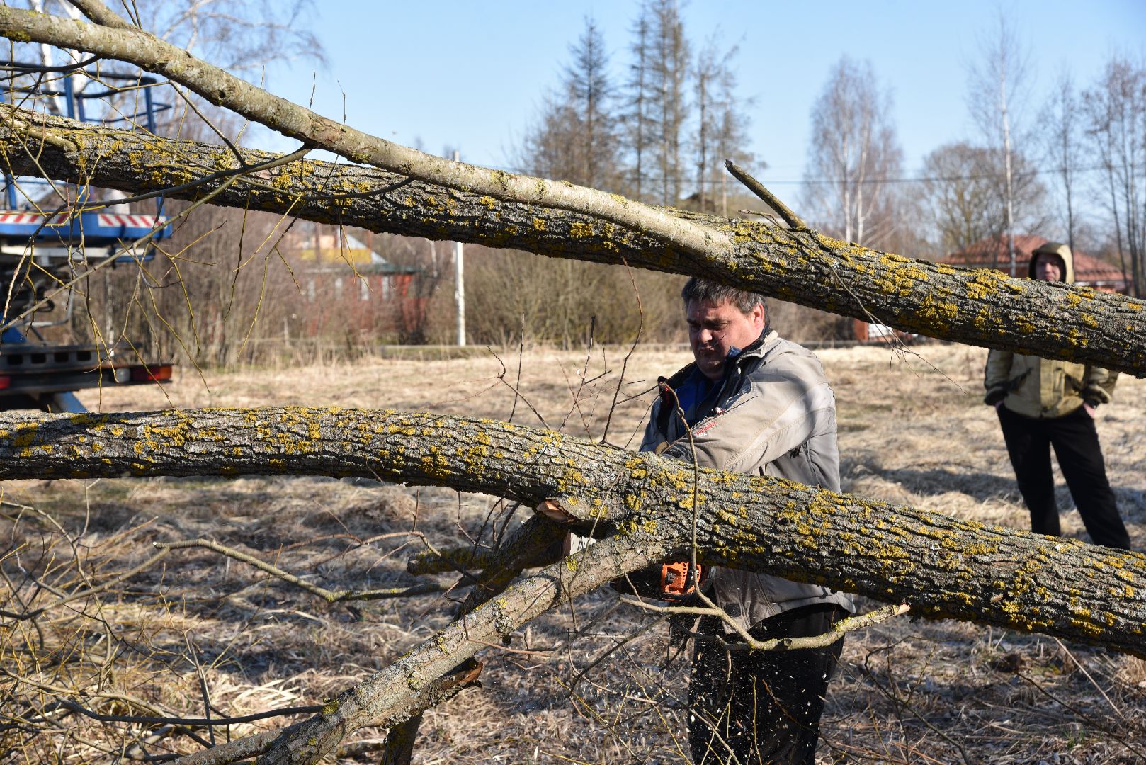 лотошино, экология, аисты, спил деревьев,