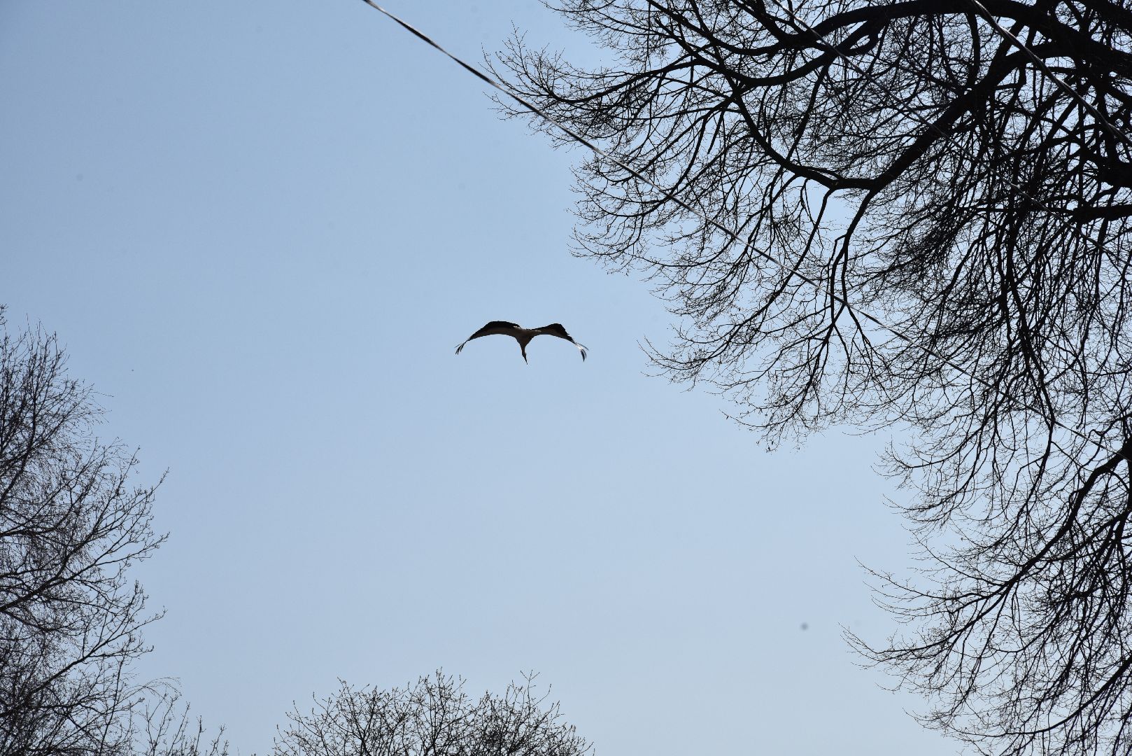 лотошино, экология, аисты, спил деревьев,