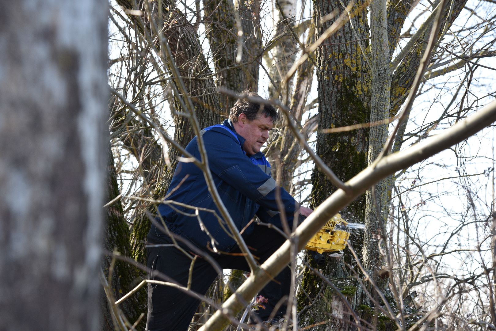 лотошино, экология, аисты, спил деревьев,