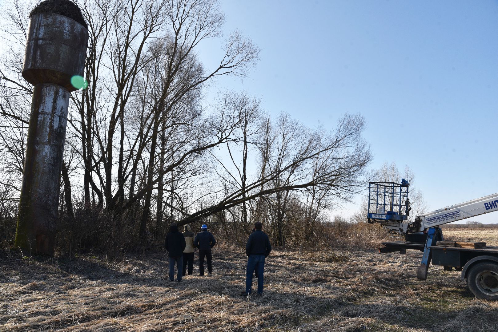 лотошино, экология, аисты, спил деревьев,