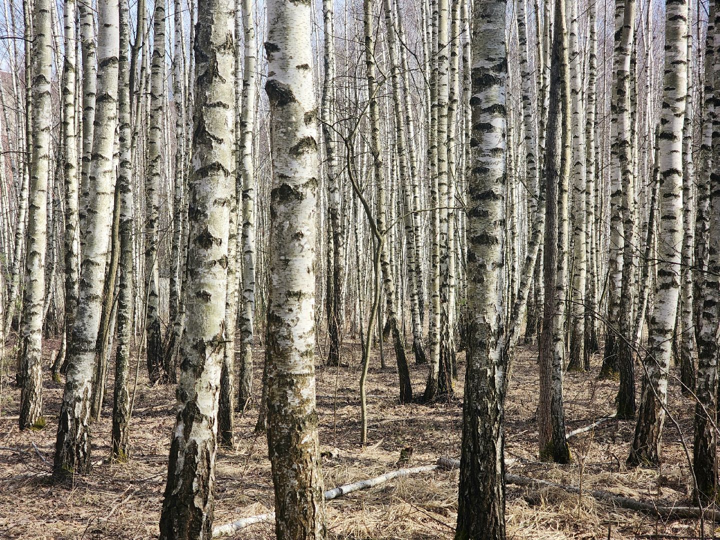 Пущино, серпухов, природа, экология, берёзовая роща,