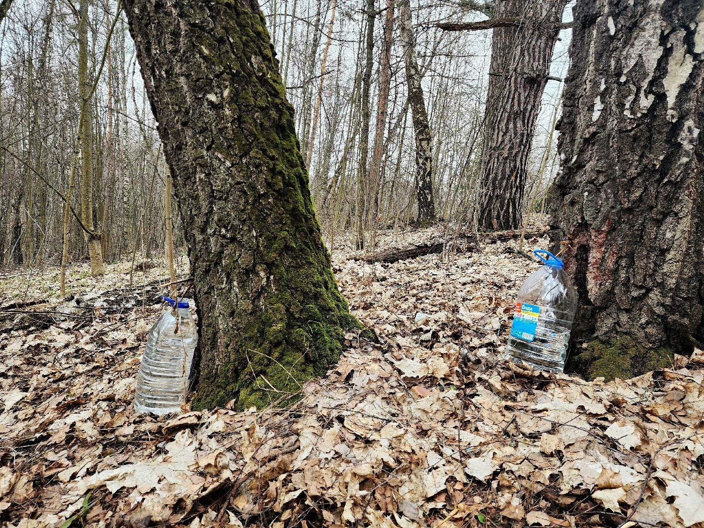 Пущино, серпухов, природа, экология, берёзовая роща,