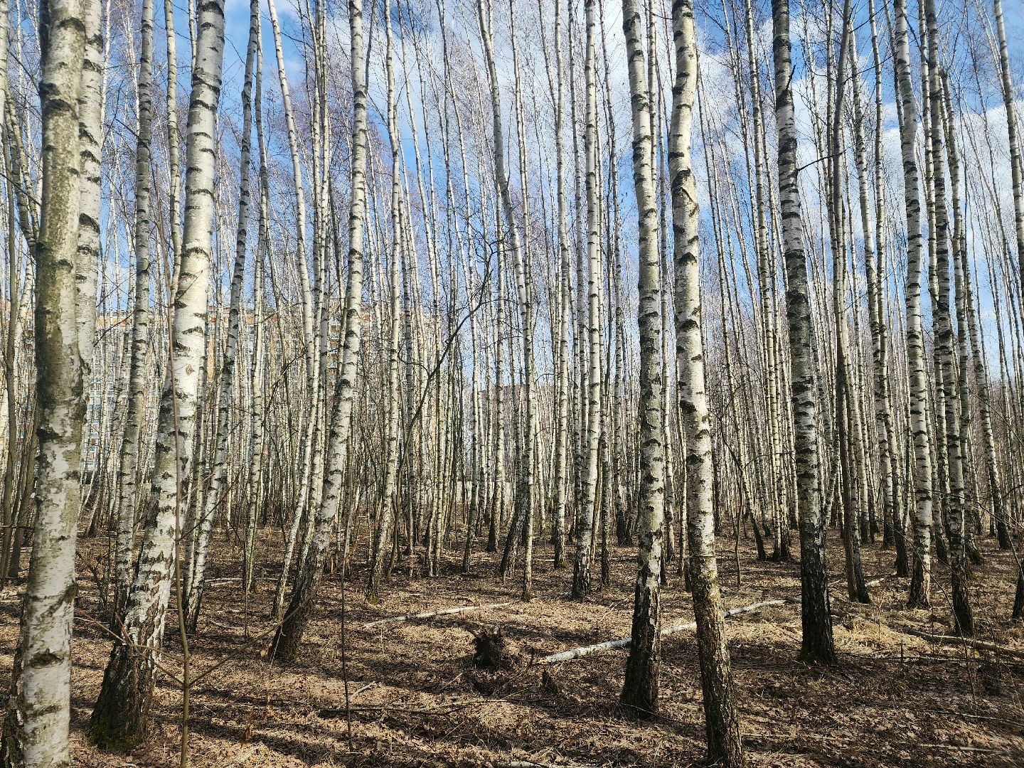 Пущино, серпухов, природа, экология, берёзовая роща,