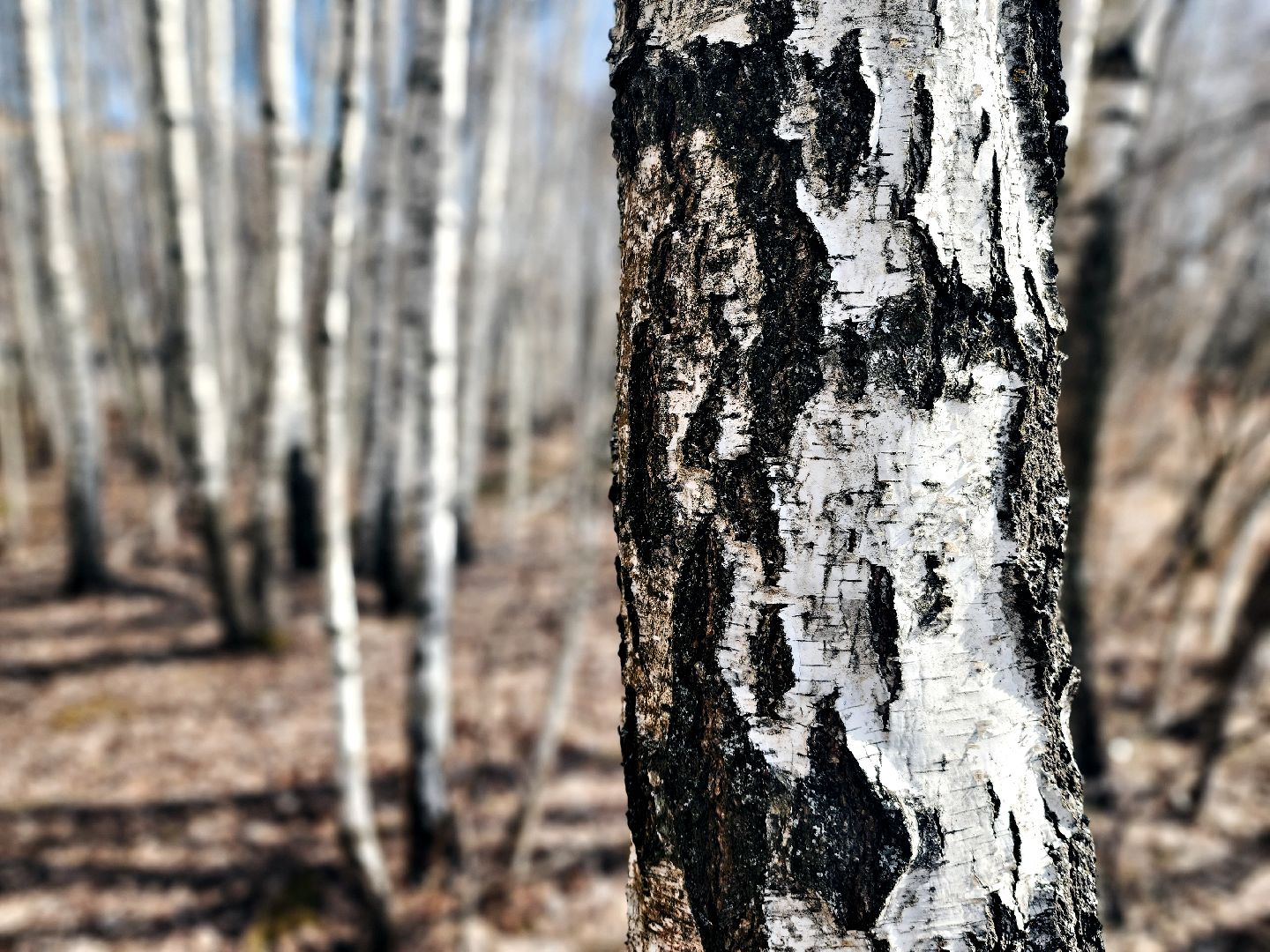 Пущино, серпухов, природа, экология, берёзовая роща,