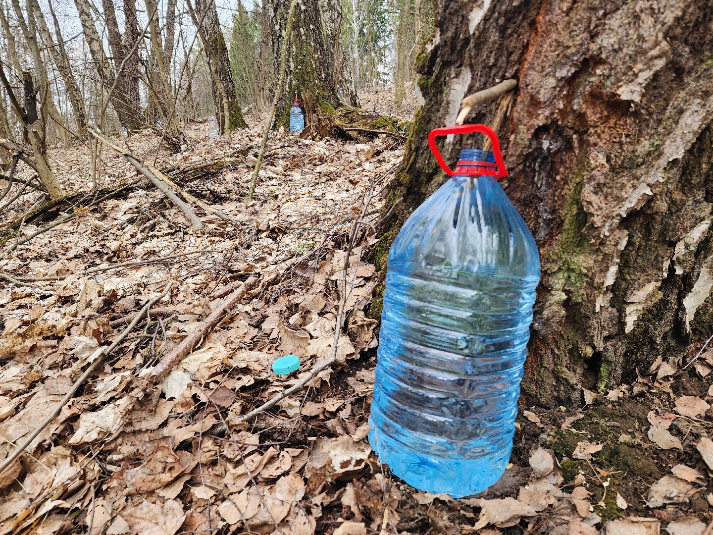 Пущино, серпухов, природа, экология, берёзовая роща,