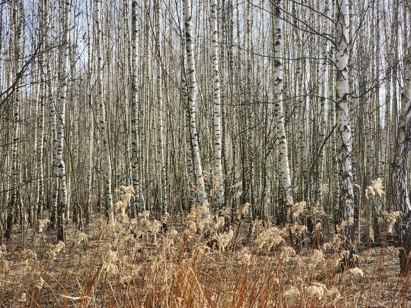 Пущино, серпухов, природа, экология, берёзовая роща,