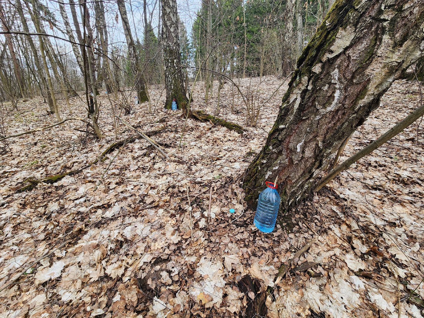 Пущино, серпухов, природа, экология, берёзовая роща,