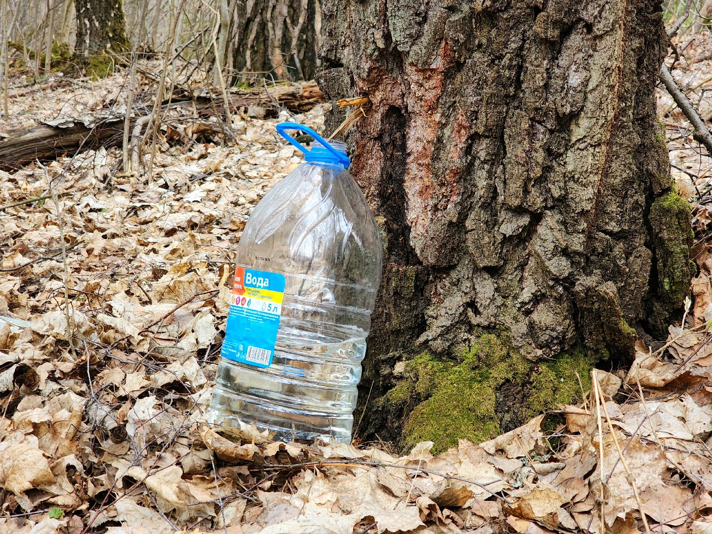 Пущино, серпухов, природа, экология, берёзовая роща,