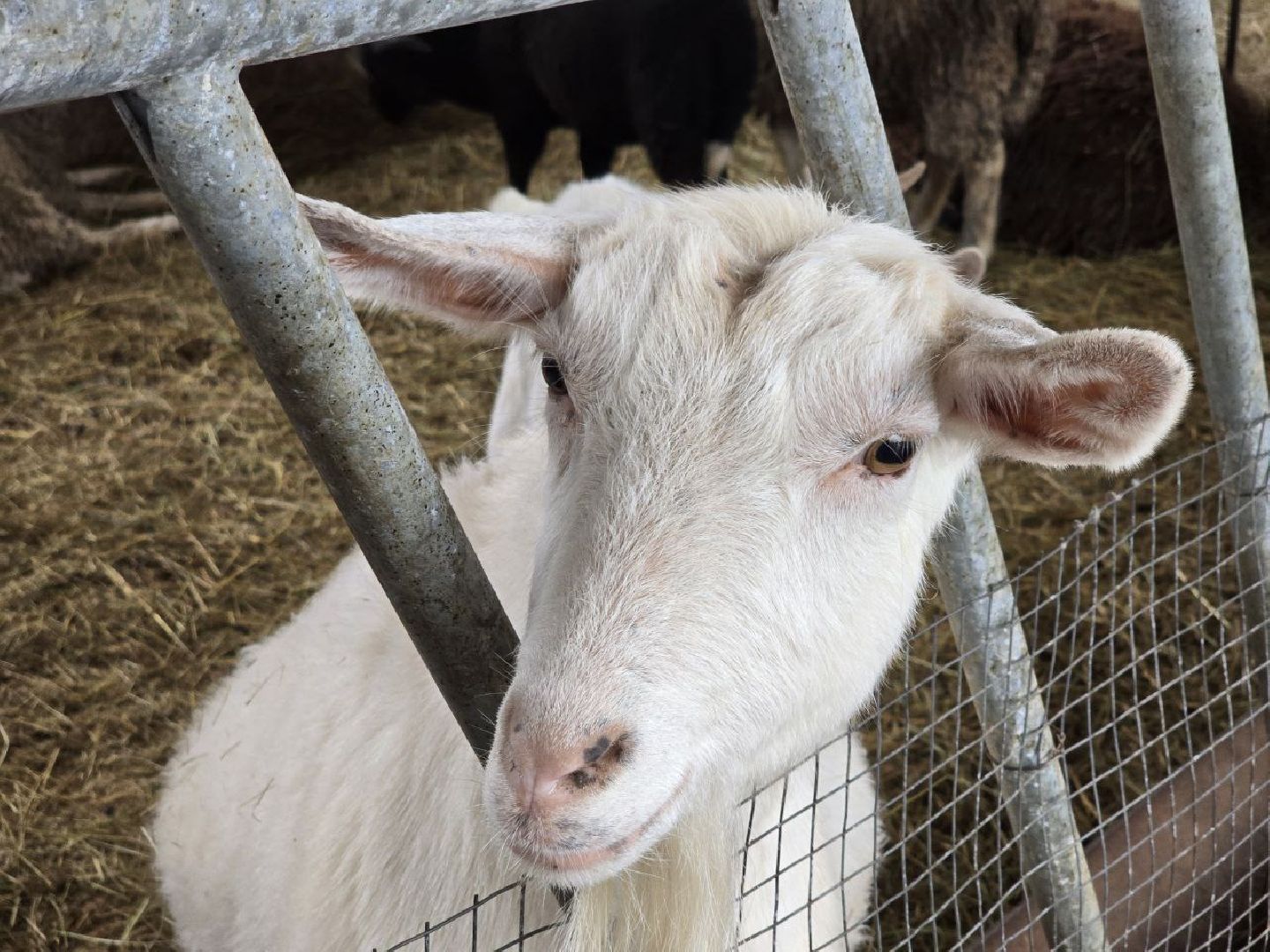 можайск, можайский муниципальный округ, туризм, экоранчо, развитие инфраструктуры, новые дома, туристы,баня, бассейн,
