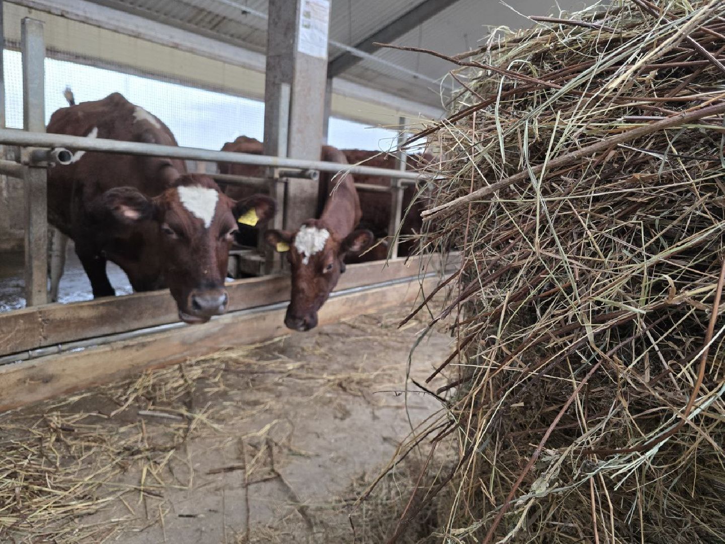 можайск, можайский муниципальный округ, туризм, экоранчо, развитие инфраструктуры, новые дома, туристы,баня, бассейн,