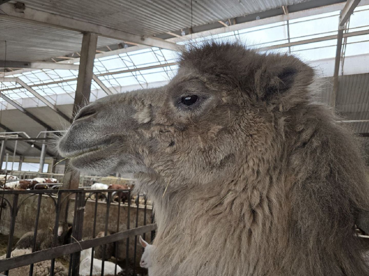 можайск, можайский муниципальный округ, туризм, экоранчо, развитие инфраструктуры, новые дома, туристы,баня, бассейн,