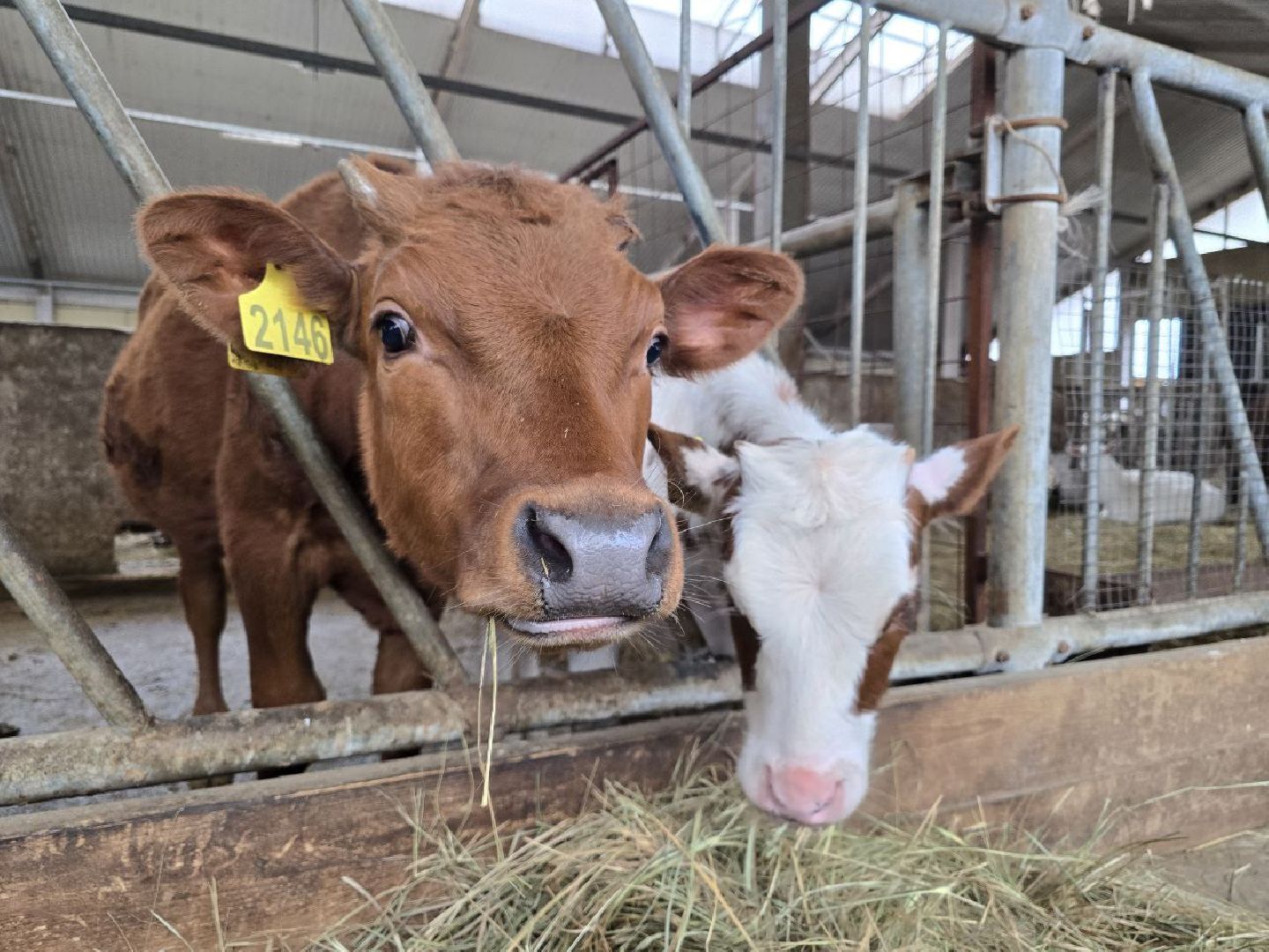 можайск, можайский муниципальный округ, туризм, экоранчо, развитие инфраструктуры, новые дома, туристы,баня, бассейн,