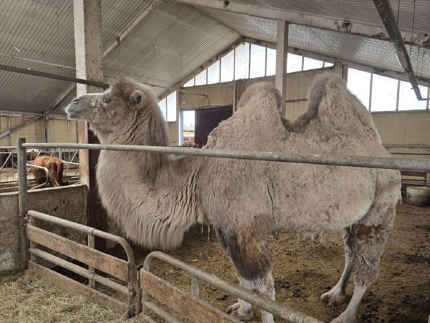 можайск, можайский муниципальный округ, туризм, экоранчо, развитие инфраструктуры, новые дома, туристы,баня, бассейн,