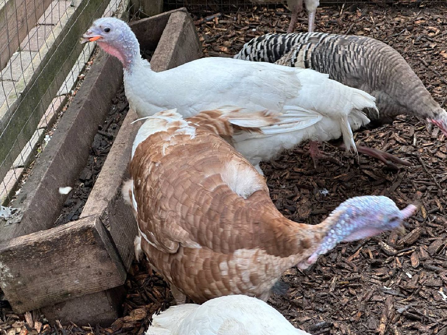 домодедово, птицы,