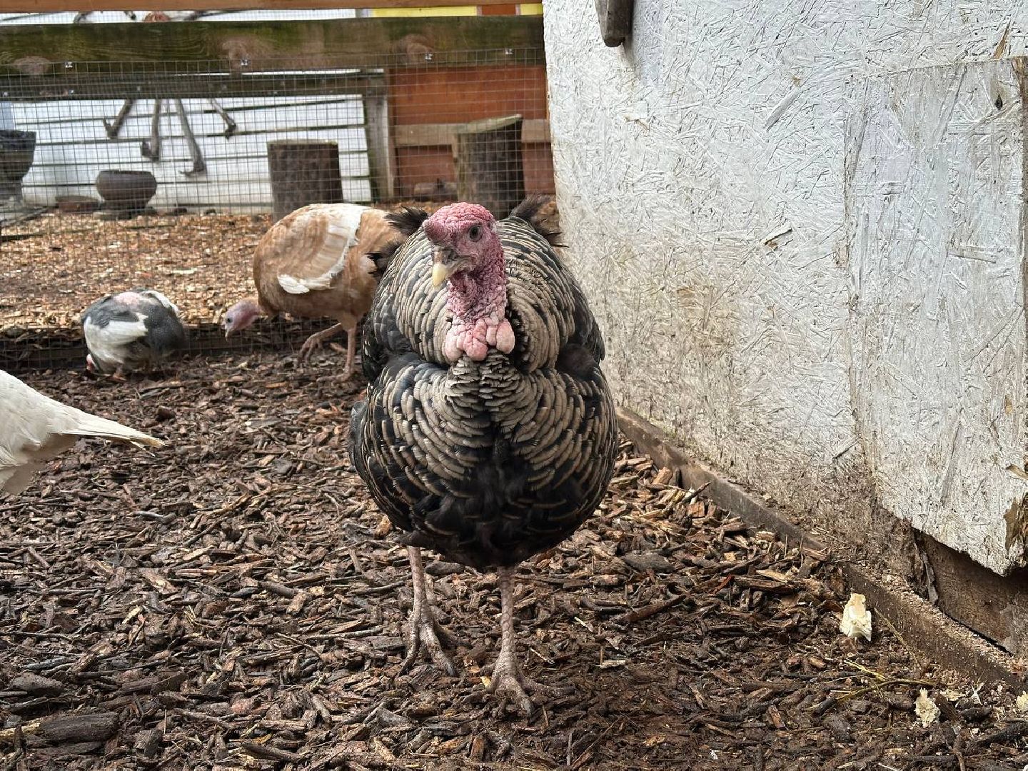 домодедово, птицы,