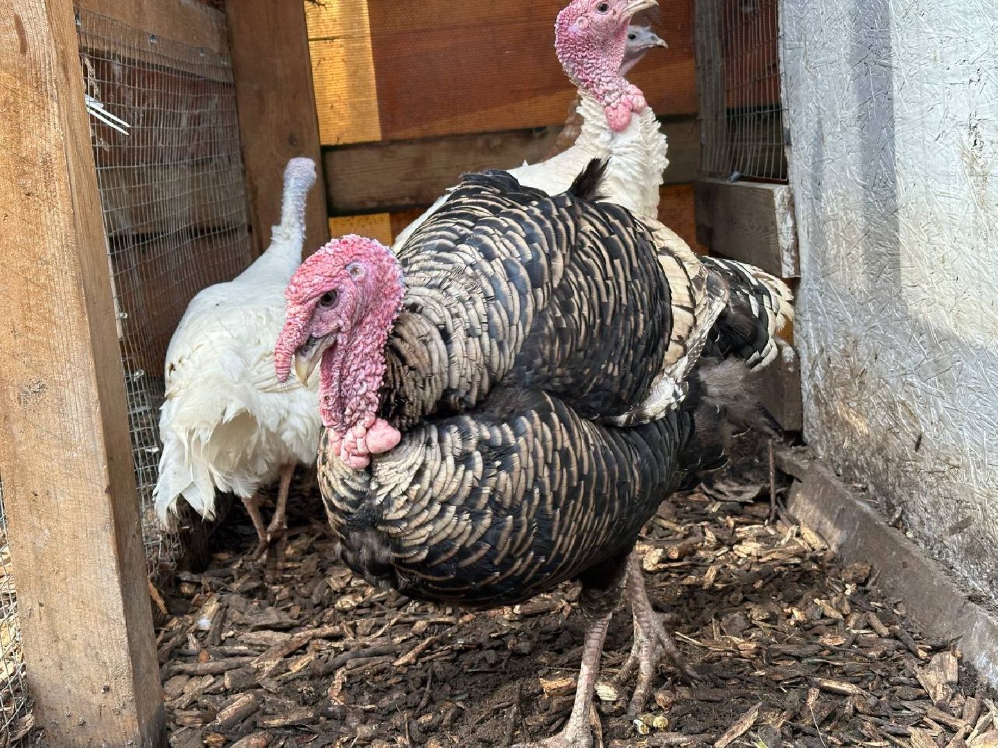 домодедово, птицы,