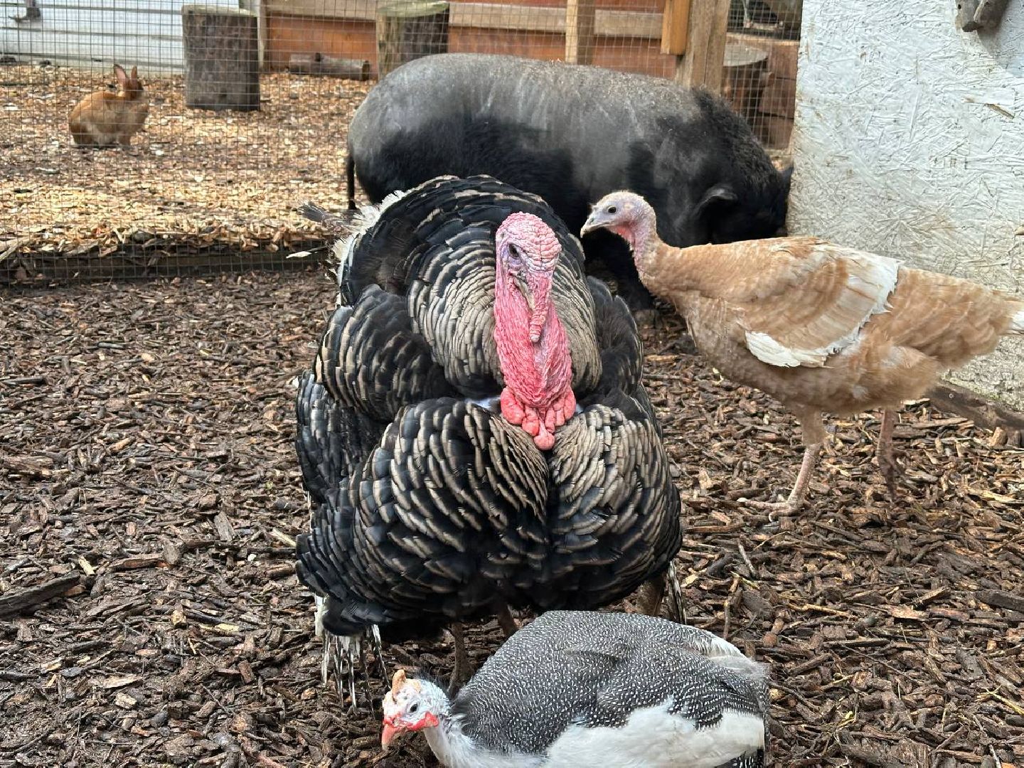 домодедово, птицы,