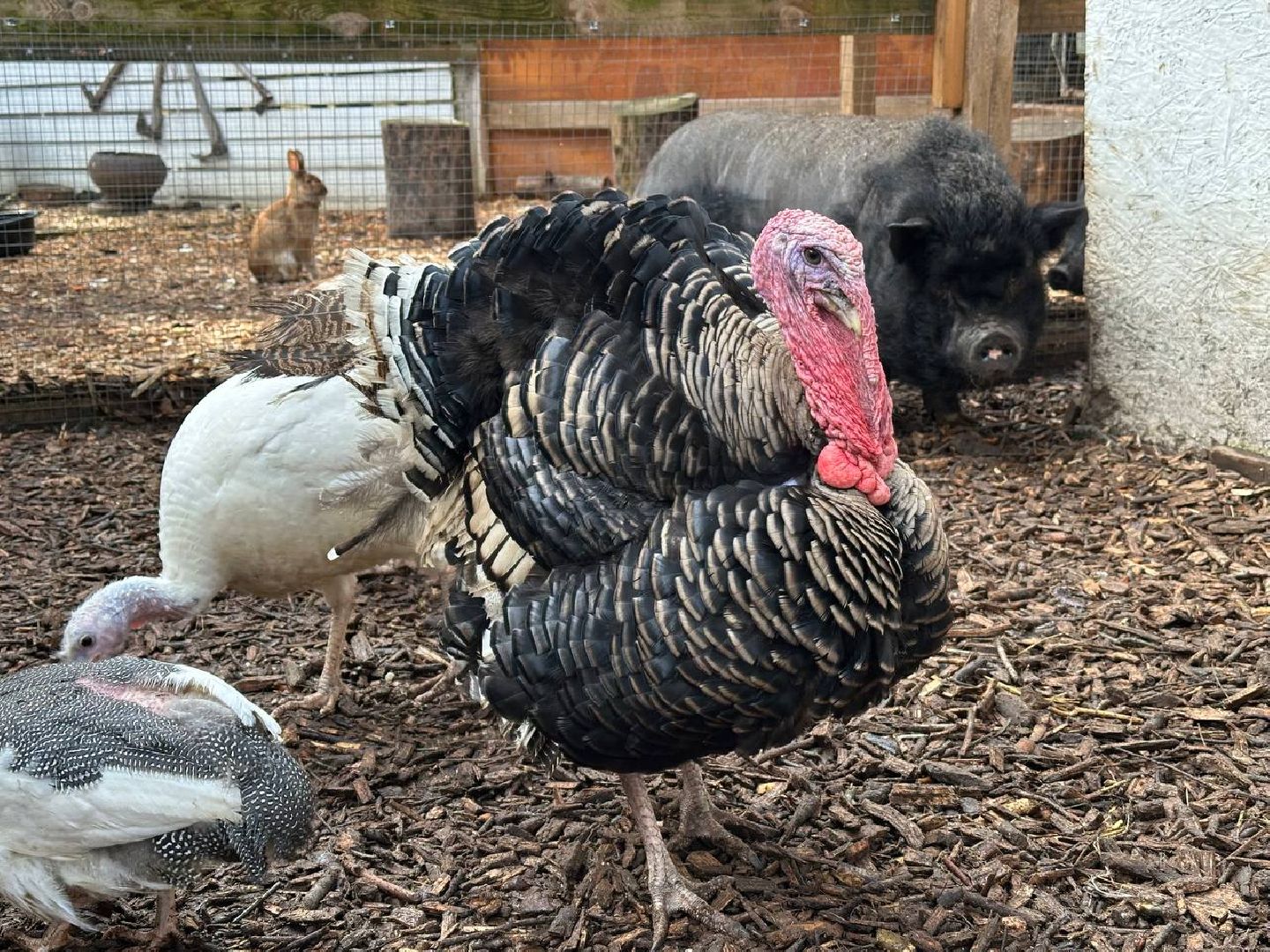 домодедово, птицы,