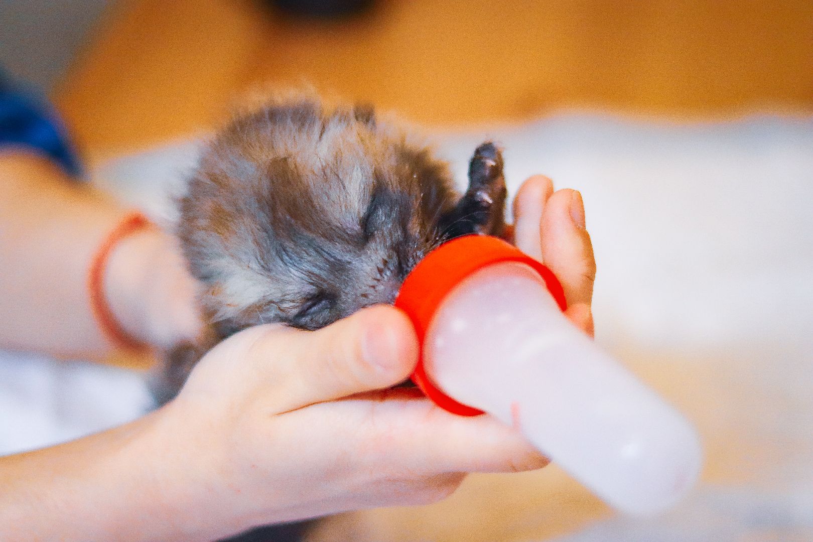 Клин, общество, животные, спасение животных, экология,