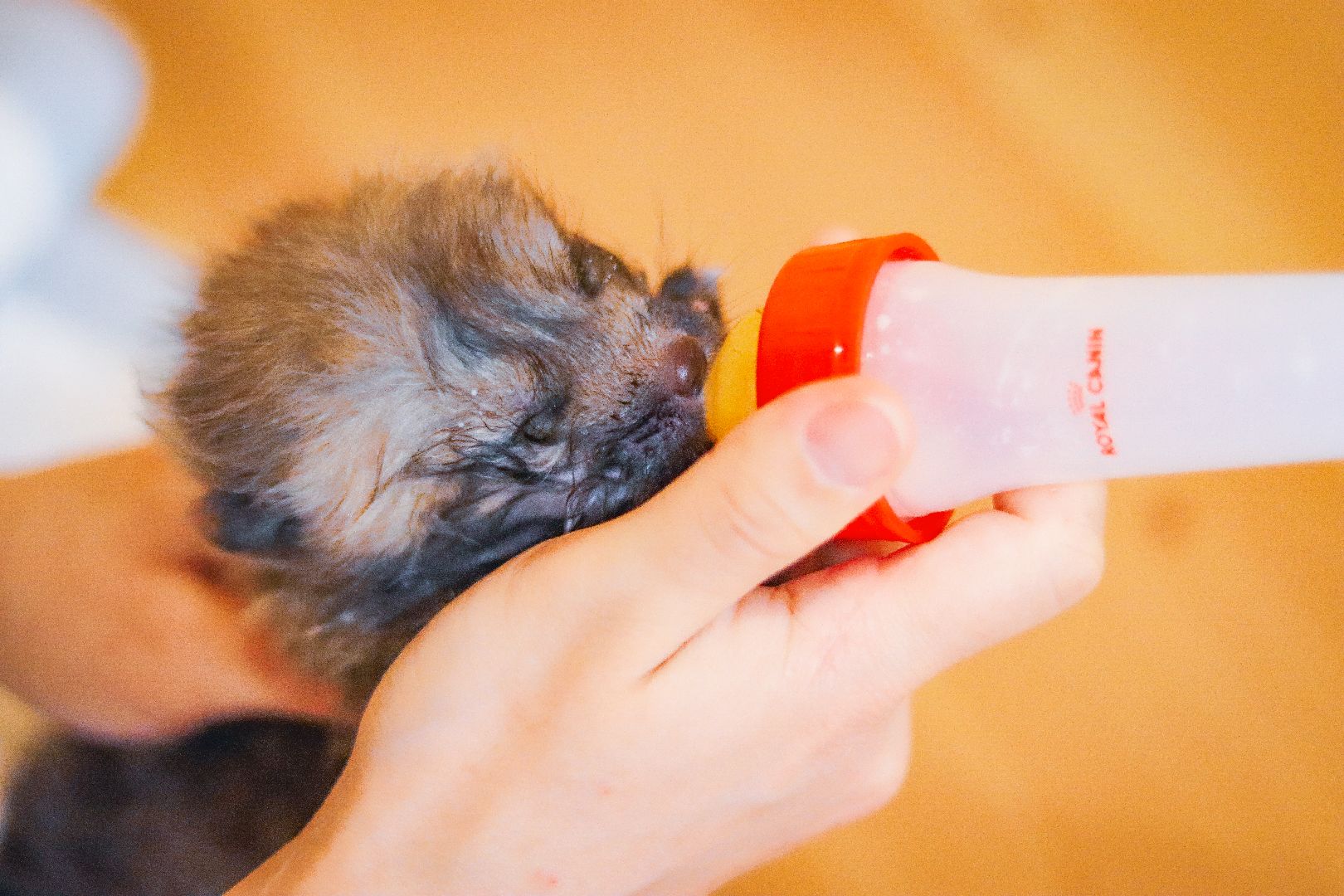 Клин, общество, животные, спасение животных, экология,