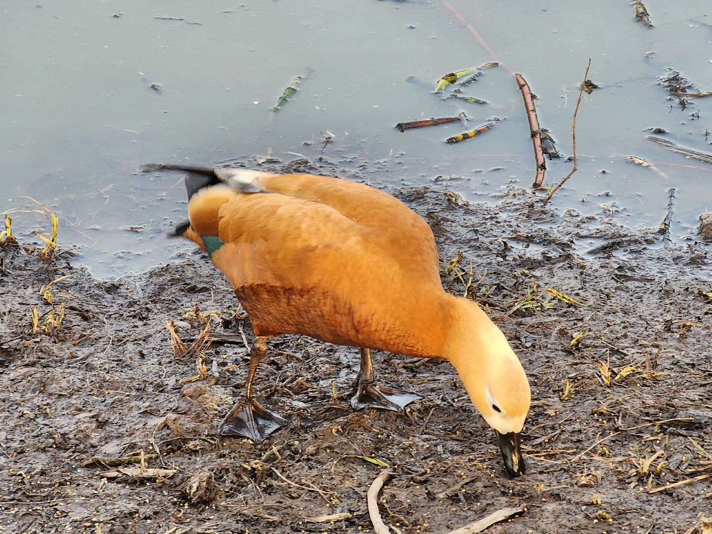 пушкино, благоустройство, утки, экология подмосковья,