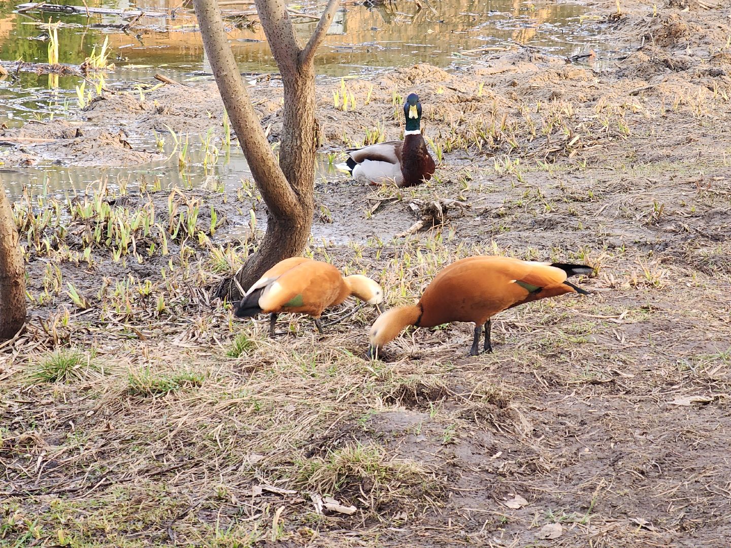 пушкино, благоустройство, утки, экология подмосковья,