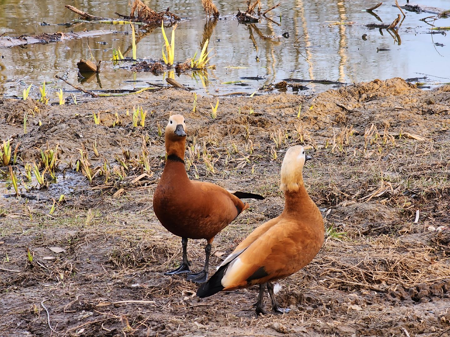 пушкино, благоустройство, утки, экология подмосковья,
