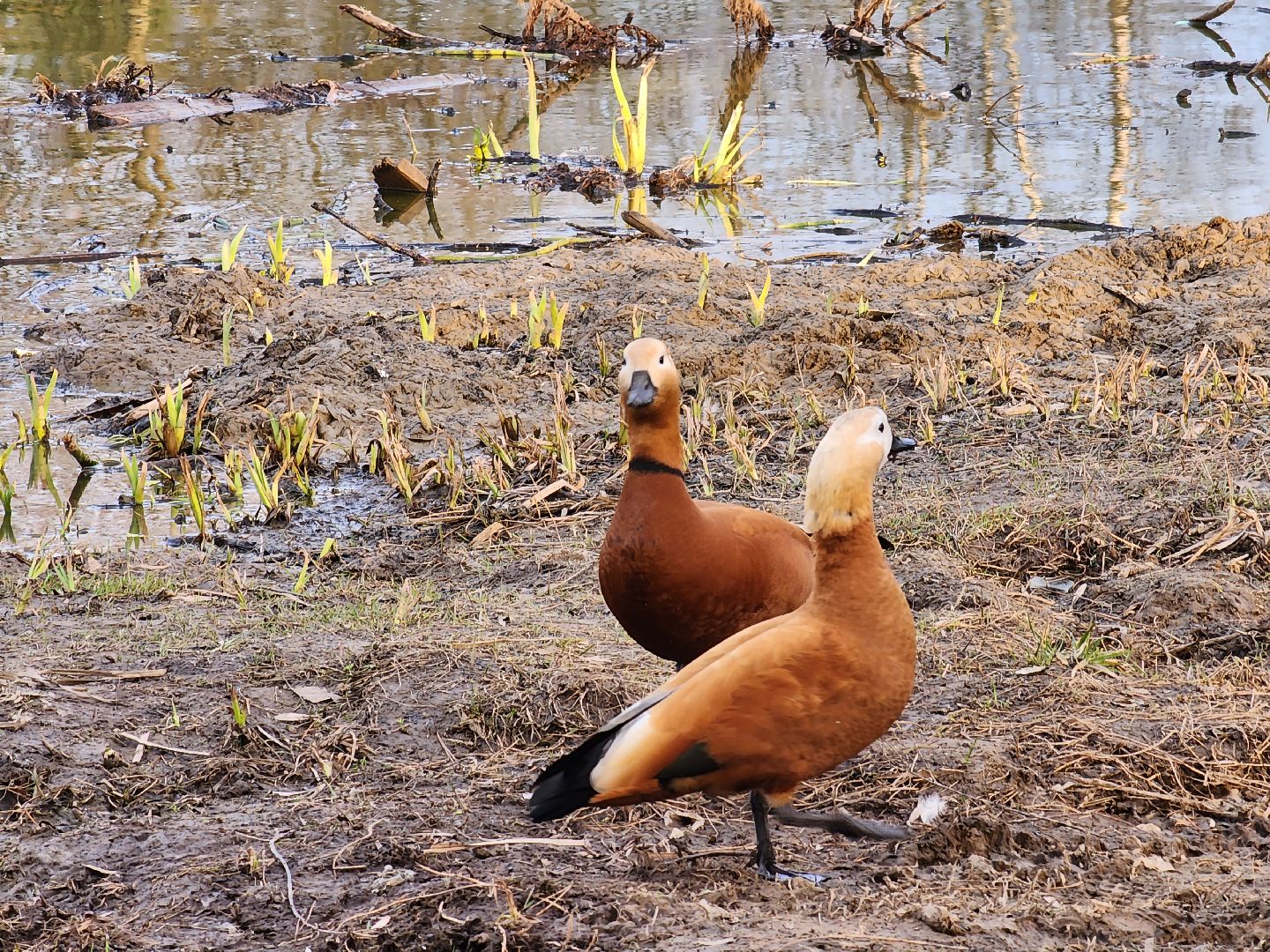 пушкино, благоустройство, утки, экология подмосковья,