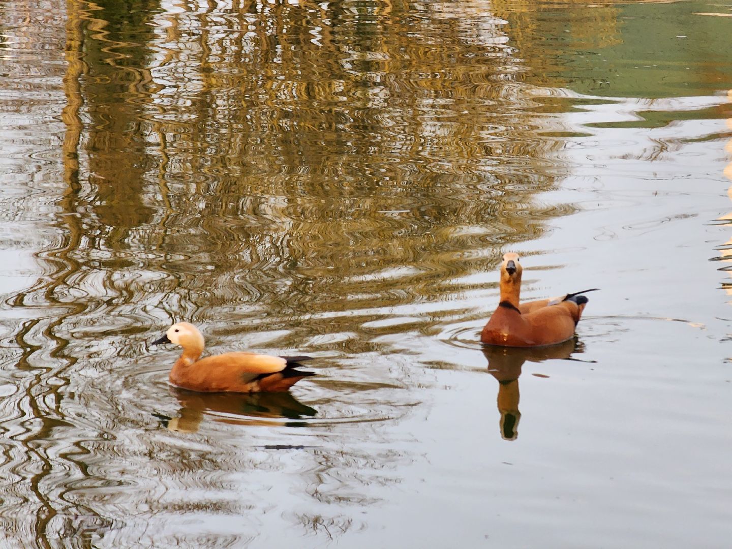 пушкино, благоустройство, утки, экология подмосковья,