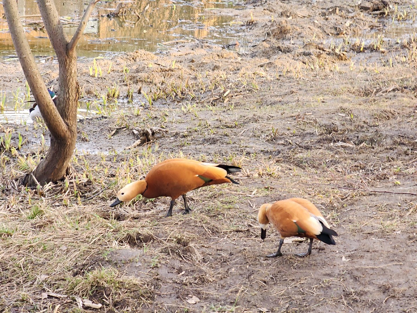 пушкино, благоустройство, утки, экология подмосковья,