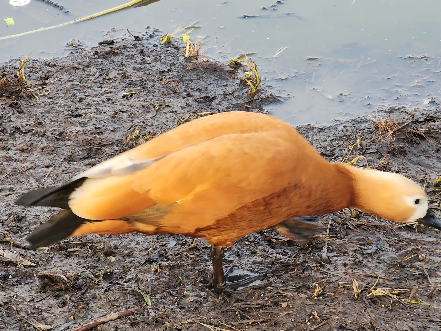 пушкино, благоустройство, утки, экология подмосковья,