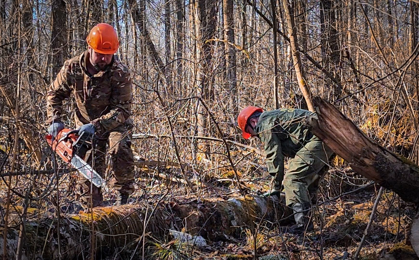Бронницы, Лесная охрана, Уборка неликвидной древесины, Бронницкое лесничество,