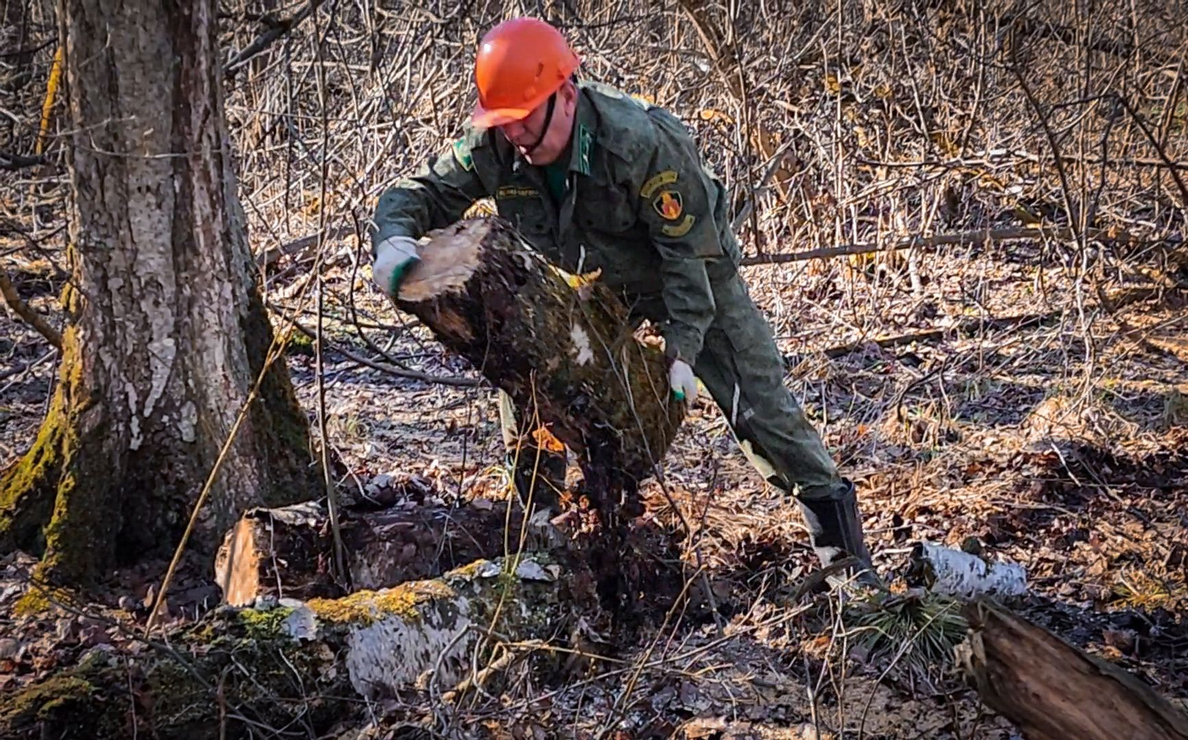 Бронницы, Лесная охрана, Уборка неликвидной древесины, Бронницкое лесничество,