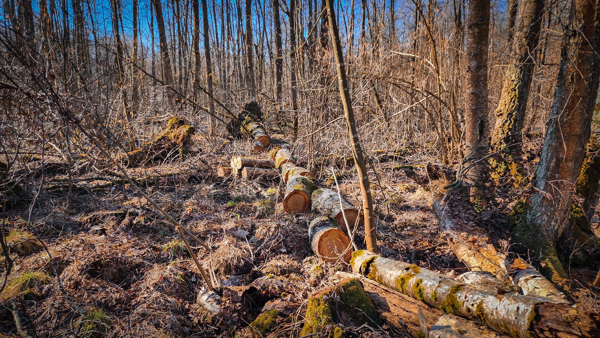 Бронницы, Лесная охрана, Уборка неликвидной древесины, Бронницкое лесничество,