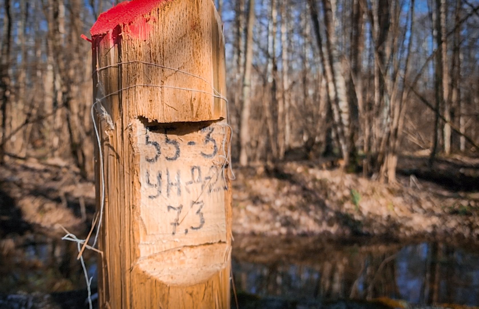 Бронницы, Лесная охрана, Уборка неликвидной древесины, Бронницкое лесничество,
