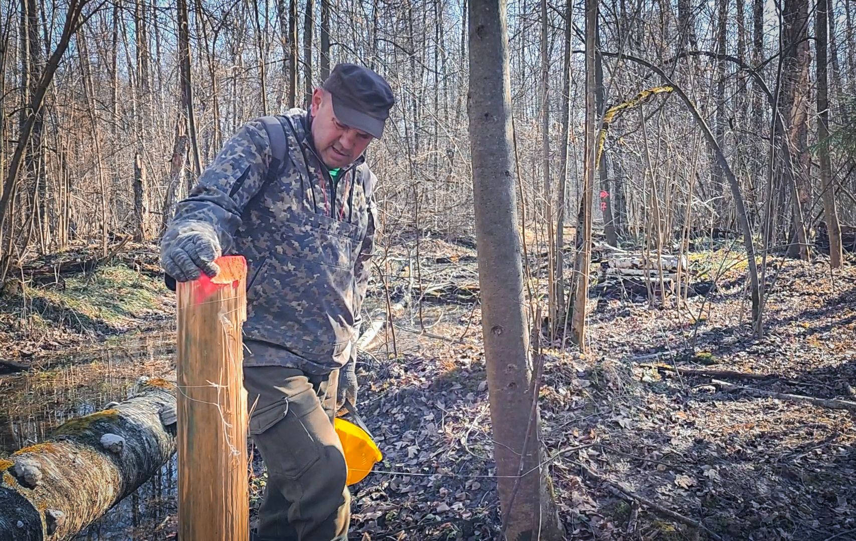Бронницы, Лесная охрана, Уборка неликвидной древесины, Бронницкое лесничество,